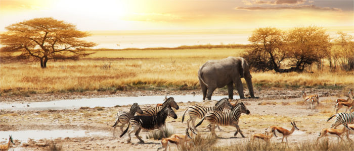 Die Tierwelt von Afrika