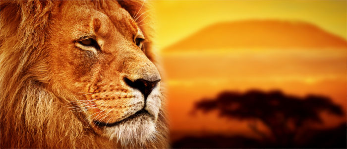 Löwe in der Savanne Afrikas