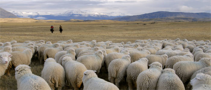 Schafsherde und Gauchos in Patagonien