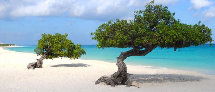 Arubas Baumart Divi-Divi