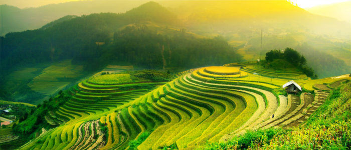 Reisfelder in Asien - Vietnam
