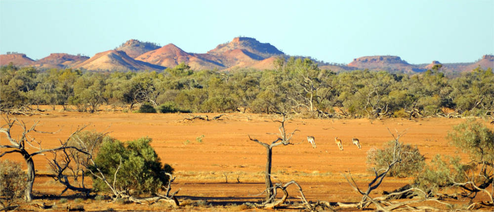 Kängurus im Outback von Queensland