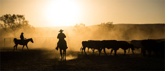 Rinderzucht in Kimberley