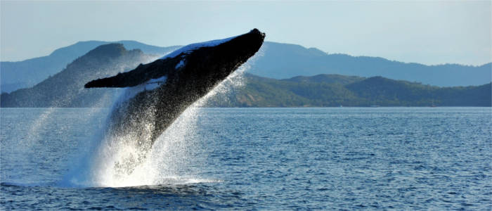 Tierwelt der Whitsunday Islands