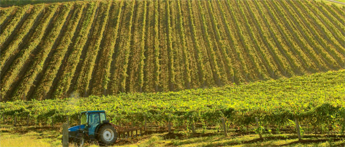 Weinanbau in New South Wales
