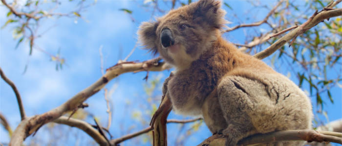 Fauna der Great Ocean Road