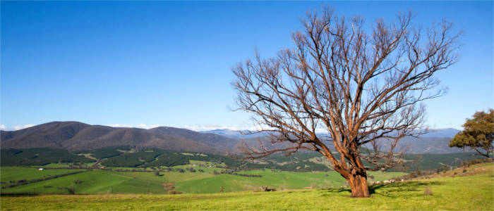 Natur im Gippsland