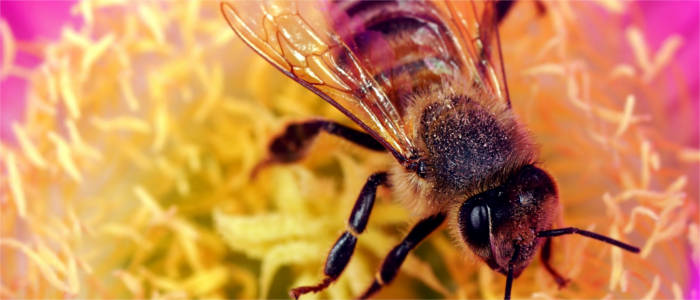 Italienische Bienenart auf Kangaroo Island