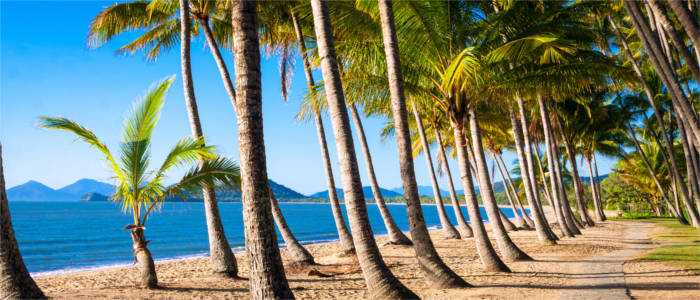 Palmenstrand Queensland
