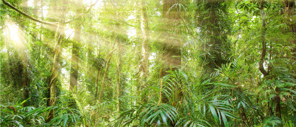 Regenwald an der Nordküste von New South Wales