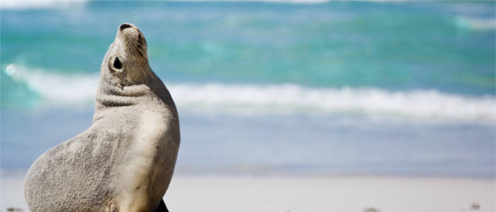 Fauna auf Kangaroo Island