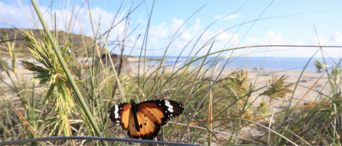 Schmetterling am Strand an der Coral Coast