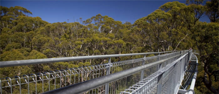 Eukalyptuswald in South-Western Australia