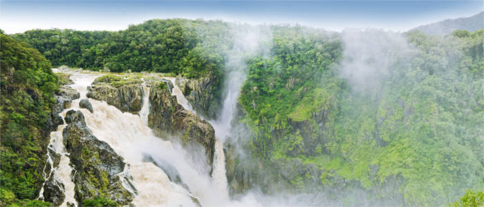 Regenwald im Tropical North Queensland