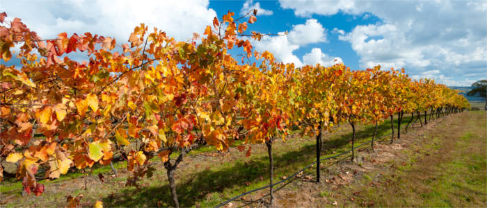 Weinproduktion im Australian Capital Territory