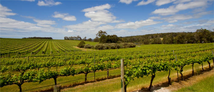 Weinanbaugebiet in South-Western Australia