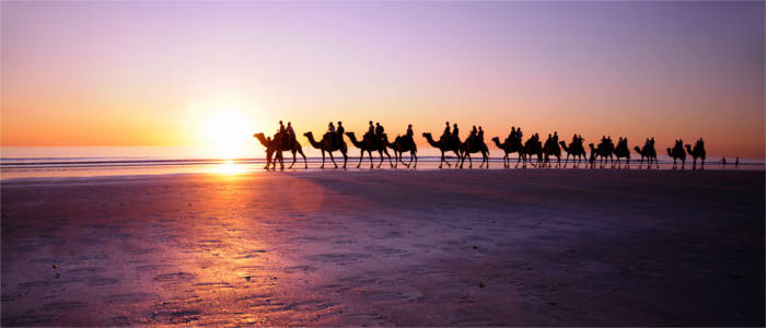 Kamelreiten an der Küste von Western Australia