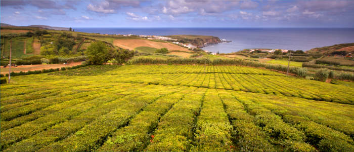 Westlichste Teeplantage Europas - Azoren