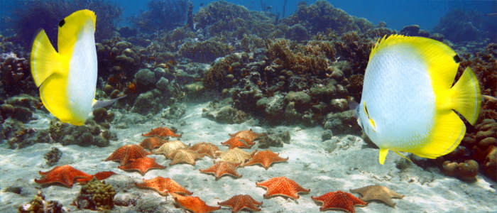 Seesterne im Riff der Bahamas