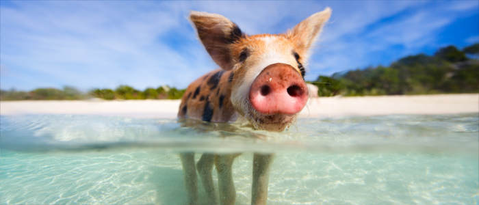 Schwimmende Schweine der Bahamas