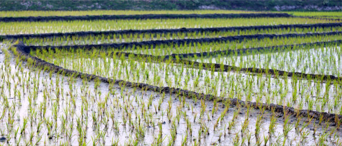 Reisfelder in Bangladesch