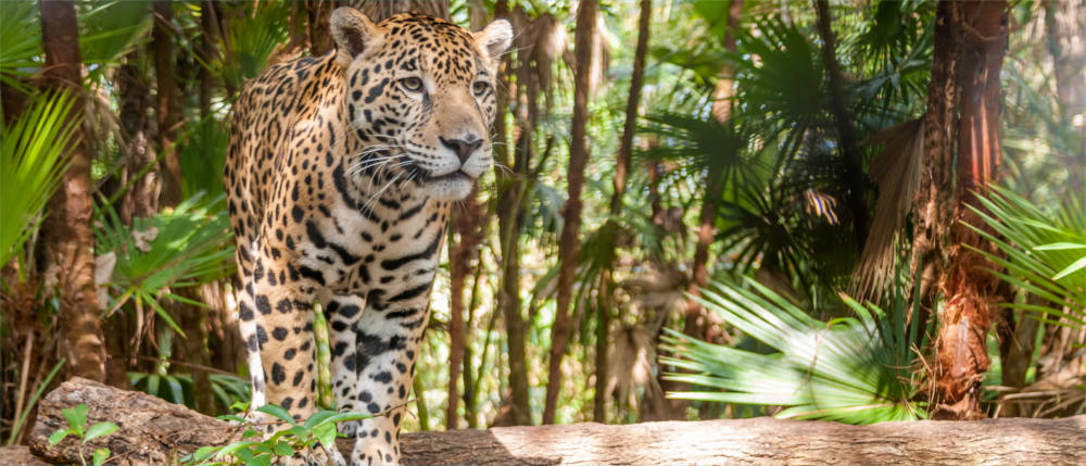 Belize - Jaguare