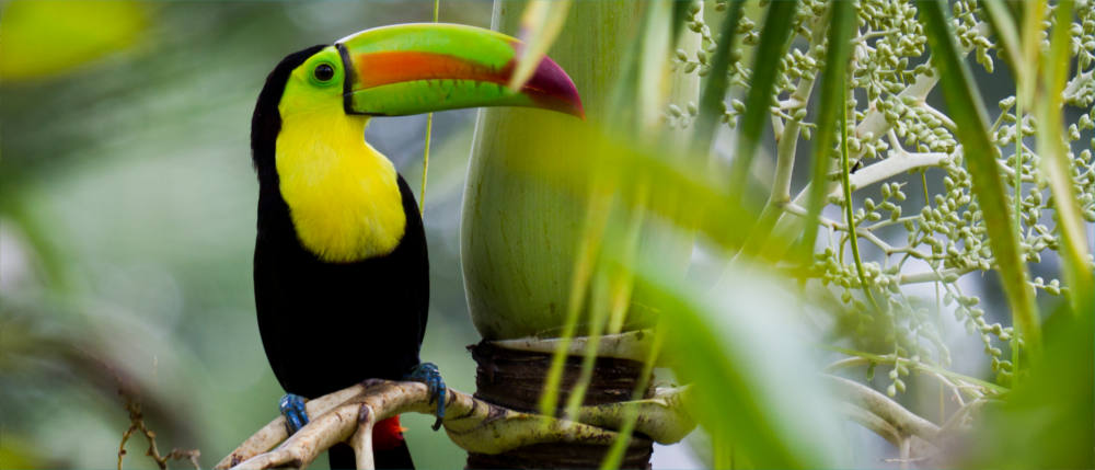 Belize - Zoo