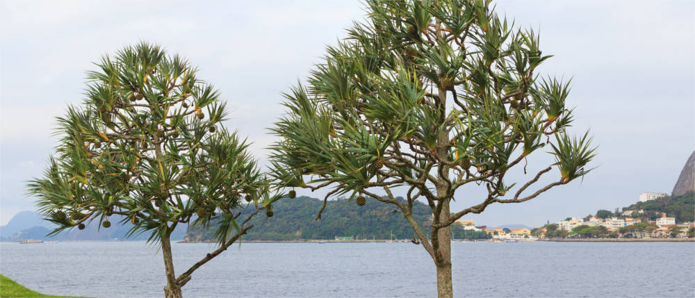 Schraubenbaum im Benin