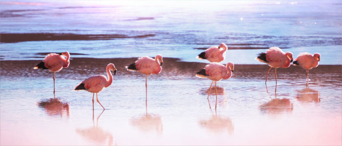 Flamingos in Bolivien