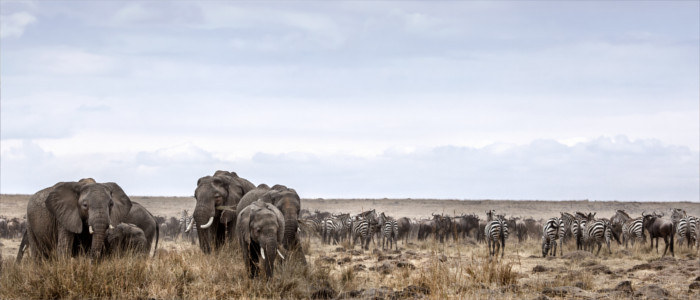 Elefanten und Zebras in der Wildnis von Botswana
