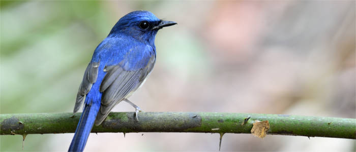 Blauer Vogel auf Hainan