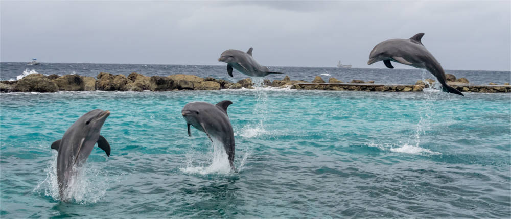Fröhliche Delfine