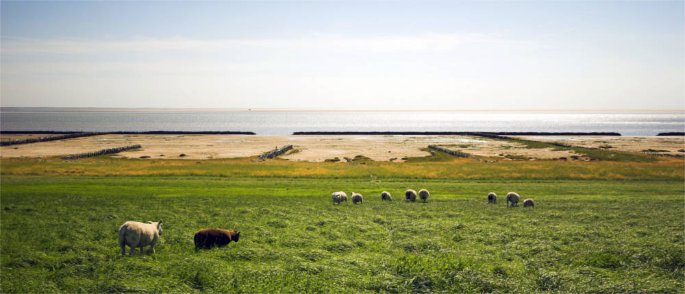 Deichlandschaft