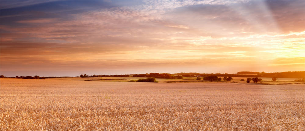 Feld auf Lolland