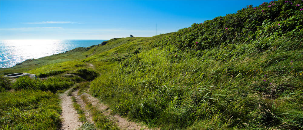 Wiese Skagen