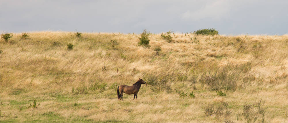 Wildpferd auf Langeland