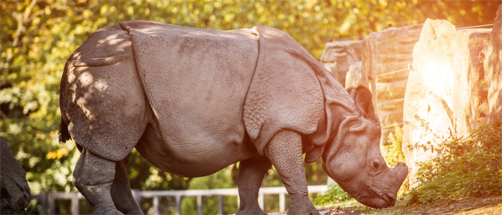 Nashorn 