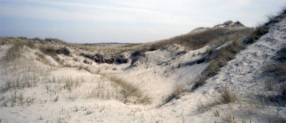 Sanddünenlandschaft in Westjütland