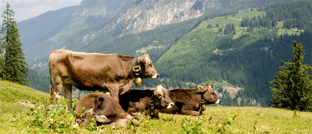 Kühe im Allgäu