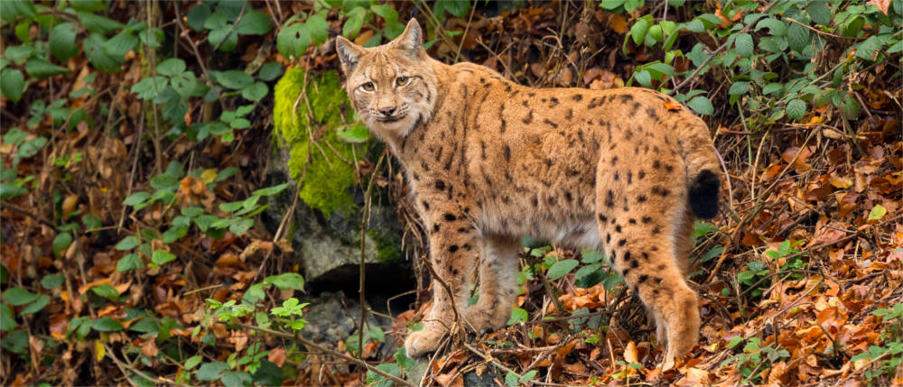 Luchs im Wald