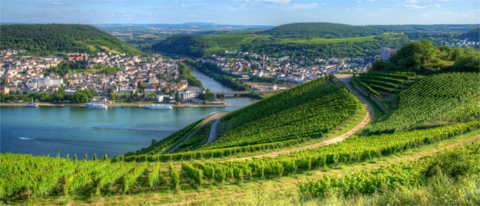 Weingebiet in Hessen