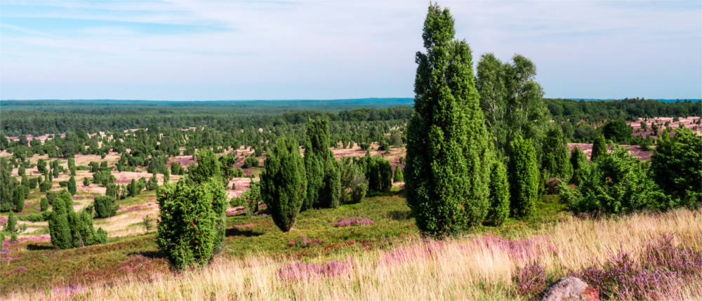 Naturlandschaft Lüneburger Heide