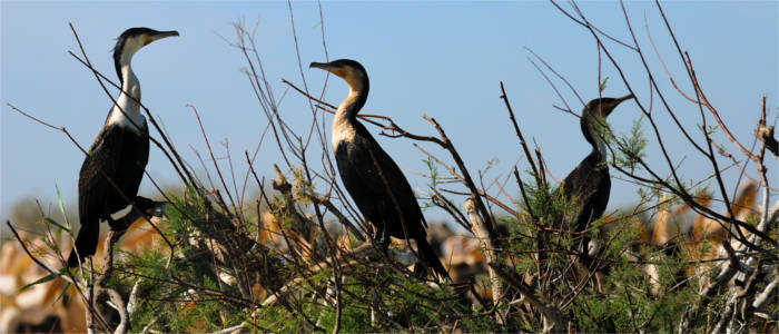Vogelfauna Mecklenburgische Seenplatte