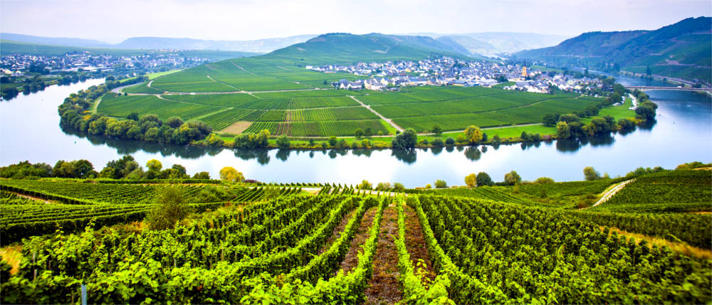 Weinbaugebiet im Moseltal
