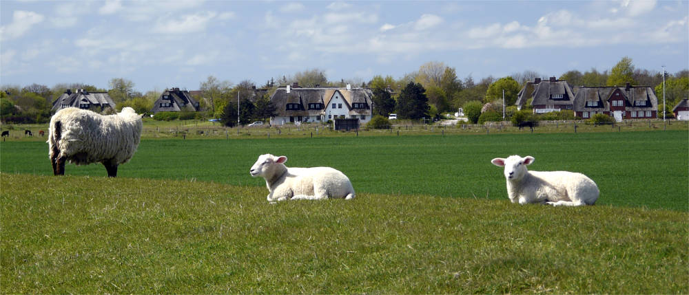 Schafe auf einer Wiese
