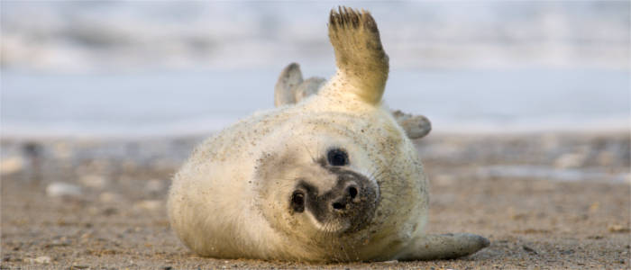 Weiße Robbe an der Nordsee