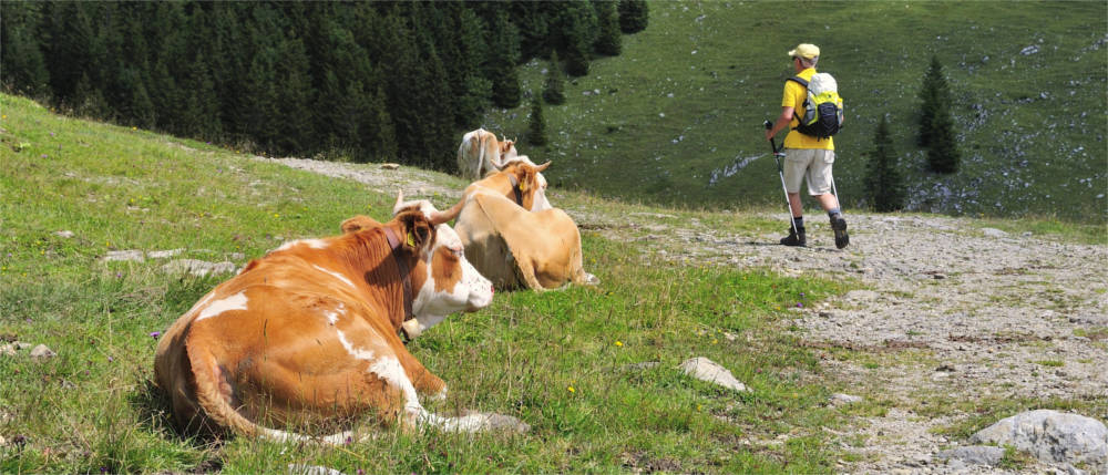 Wanderer und Kühe in Oberbayern
