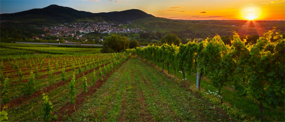 Ländliche Idylle in der Pfalz
