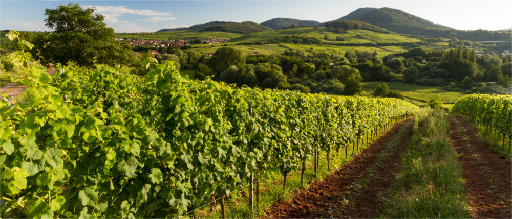 Typische Landschaft in der Pfalz