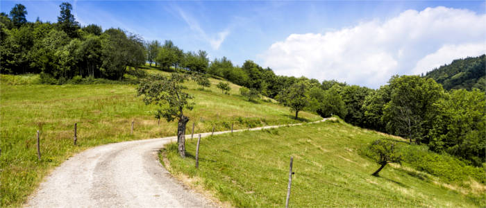 Natur im Schwarzwald